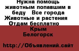 Нужна помощь животным попавшим в беду - Все города Животные и растения » Отдам бесплатно   . Крым,Белогорск